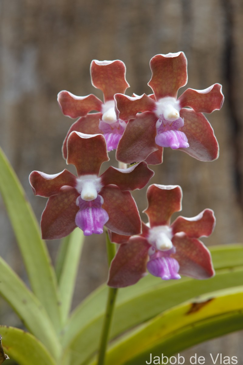 Vanda tessellata (Roxb.) Hook. ex G.Don